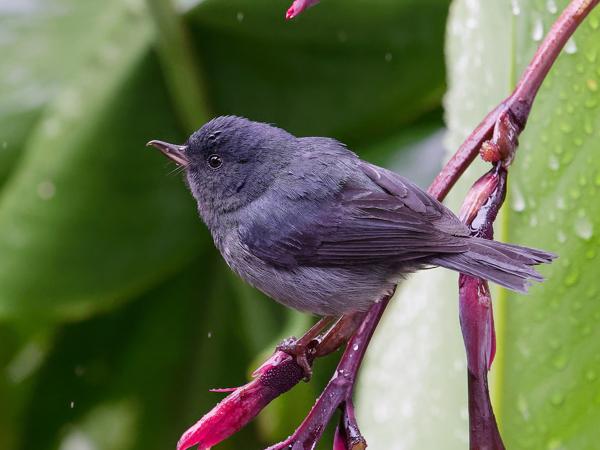<h3><a href="/trips/costa-rica/biota/animalia/chordata/aves/040 passeriformes/127 thraupidae/diglossa plumbea/diglossa plumbea-nl.html">Diglossa&nbsp;plumbea</a> / Slaty&nbsp;flowerpiercer / Leigrijze&nbsp;berghoningkruiper</h3>OM-1 met M.40-150mm F2.8 + MC-14, 1/2000 sec  bij F5.6, ISO 12800, afstand 2.45&nbsp;m